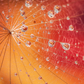 Colorful dew