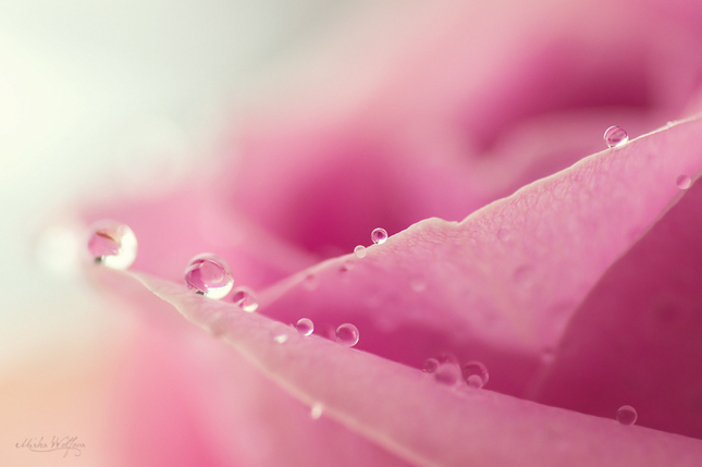 Rose&drops