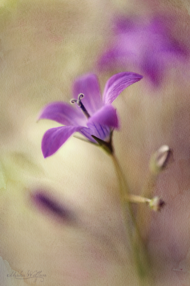 Blue Bells