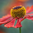 Helenium