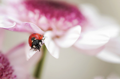 Ladybug