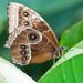 Morpho peleides