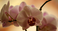 Orchidea