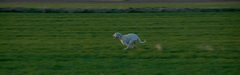 panning sprint