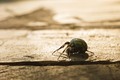 Araneus marmoreus