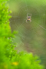 ...ranna kontrola...