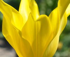 Pán Tulipán