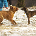 dogs fight