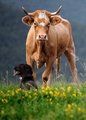 kravina