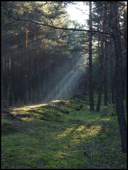 v lese