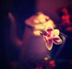 Orchidea