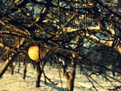 zabudnuté jabĺčko