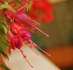 Fuchsia