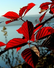 černicové lístky...