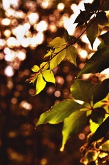 v posledných lúčoch...