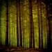 magický les...