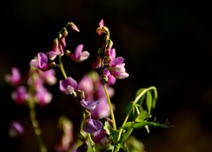 v jarnom slniečku...