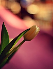pán Tulipán