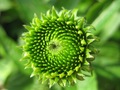 echynacea