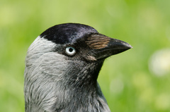 Kavka tmavá - Corvus monedula