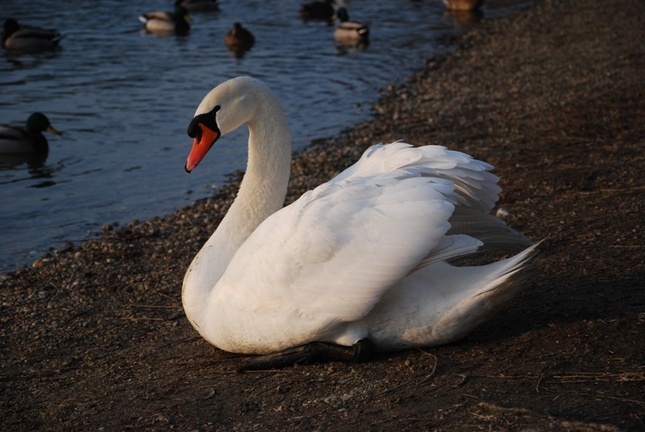 labuť