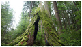 Canadian Forest