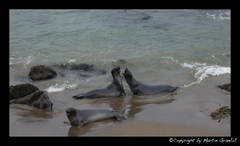 Elephant Seals on Big Sur Bay