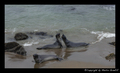 Elephant Seals on Big Sur Bay