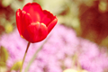 Tulip