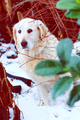 Clea