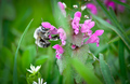 Bzzzz