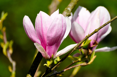 Magnolia II.