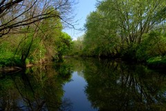 Divočina