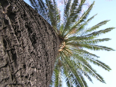 Pod palmou