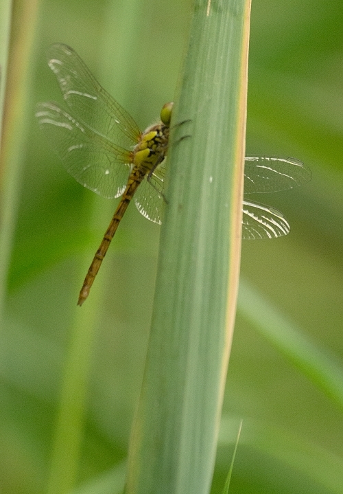 Orthetrum coerulescens