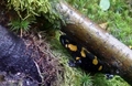 salamandra,,,,,