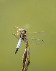 Vážka rybničná.......