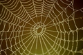 pavúcia sieť....