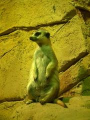 v zoo