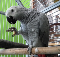 kika