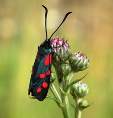 motyl