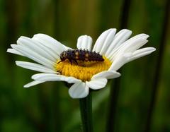 kvietok či chrobáčik?  :-)