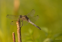 orthetrum cancellatum