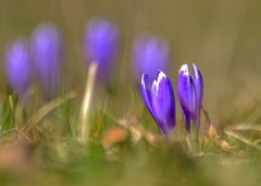 šafran bielokvetý..............