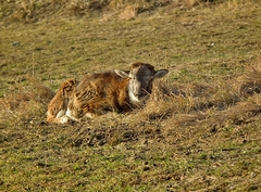 malička