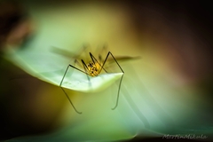 Spider..