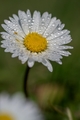 orosena margaretka.....