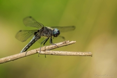 Orthetrum cancellatum