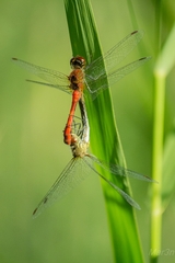 páriacie vážky.....