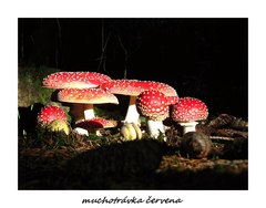 muchotrávka červena